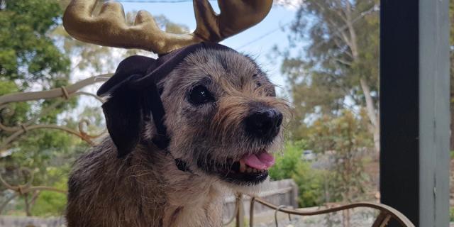 dog xmas